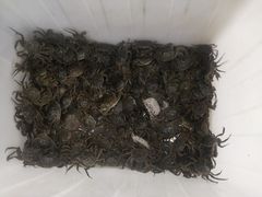 -仙螺岛海鲜自助餐厅(总店)