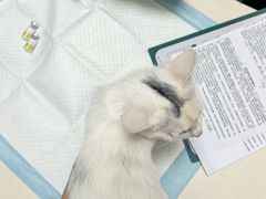 -全心全意连锁动物医院·微创中心·内科急重症·心脏专科(丰管路店)