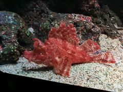 -暹罗海洋世界