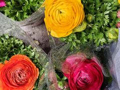 -青石桥花鸟鱼虫市场(叠翠城店)