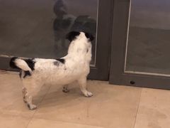 -艾贝尔宠物医院·狂犬免疫点(江山金象城店)