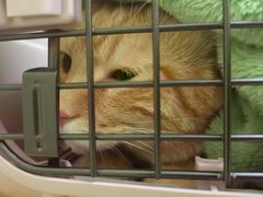 -爱妮康宠物医院·干细胞免疫细胞·肿瘤·心脏(张江店)