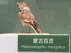 -国家自然博物馆