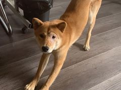 -猫尾侦探俱乐部·剧本杀·狼人杀