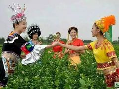 -中华茉莉园