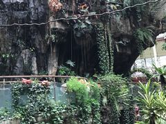 -正佳雨林生态植物园