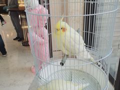 -上海崇明金茂凯悦酒店