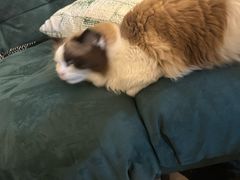 -糯米喵星人总部直营旗舰店·猫舍·幼猫出售