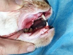 -艾吉宠物医院·疑难杂症转诊中心·猫友好(碧江路院)