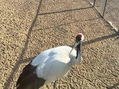 -盐城丹顶鹤湿地生态旅游区