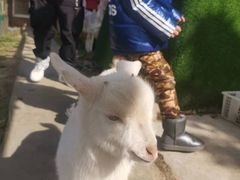 -小鱼草莓采摘园农家乐·小鱼餐厅