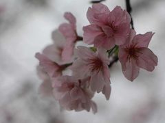 -天适樱花悠乐园