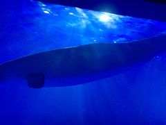 -多彩贵州城极地海洋世界