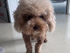 -瑞派福兴宠物医院犬猫全科·骨科·中西医结合(河东店)