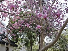-秋霞圃
