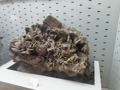 -浙江自然博物院(杭州馆)