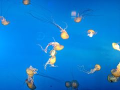 -太平洋海底世界