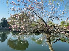 -无锡蠡湖国家湿地公园-蠡园