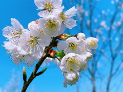 -樱桃山旅游景区