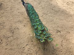 -秦皇岛野生动物园