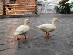 -Zoolung Zoolung动物主题公园(海信广场店)