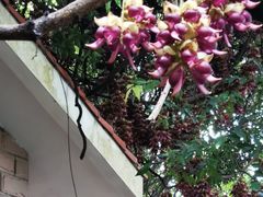 -云溪植物园