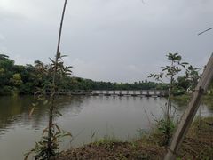 -大湾区中央湿地公园