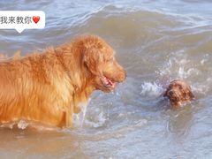 -碧桂园十里银滩