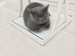 -全心全意连锁动物医院·微创中心·内科急重症·心脏专科(丰管路店)