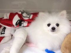 -谐和益家动物医院·免疫绝育·血液透析·宠保定点医院(高新伊藤分院)