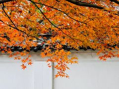 -秋霞圃