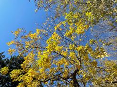 景点-朝阳公园