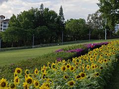 -紫马岭公园