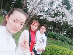 -嘉定紫藤园