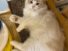-柴迷FANS CLUB·柴犬狗咖·猫咖