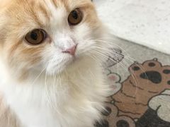 -喵园·猫主题咖啡厅·撸猫·猫咖(国贸店)