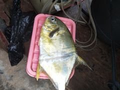 -贝壳沙滩