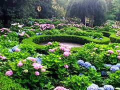 -上海共青森林公园