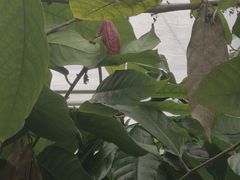 -歌斐颂巧克力小镇