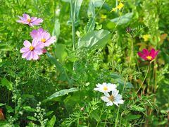 -光明小镇欢乐田园