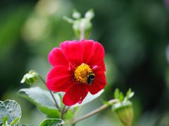 -温莎城堡