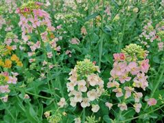 -中国天府农业博览园