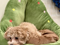 -有喵·猫咖·狗咖·40+猫狗有小奶狗(岗厦店)