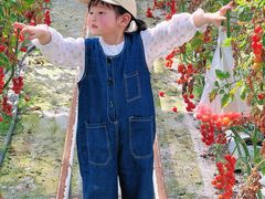 -苏州太湖西山岛开心农场