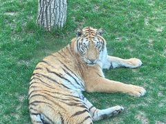 -北京野生动物园