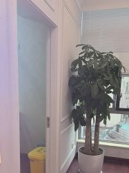 -武汉五洲整形外科医院