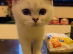 -lincat·猫舍(广州店)