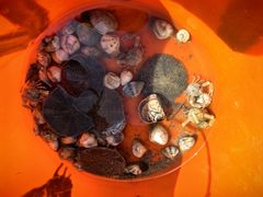 -红树林天天赶海