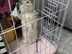 -伟伟宠物医院·CT影像中心·瑞派犬猫综合性门诊(汉口总院)
