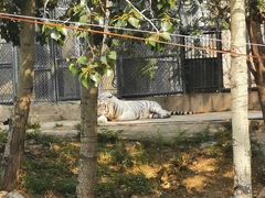 -辛玛王国游乐园